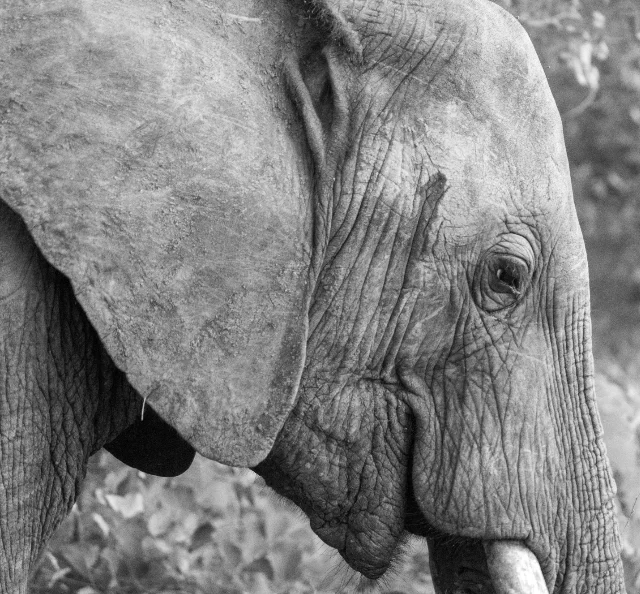A smiling elephant in Sabi Sands, Kruger