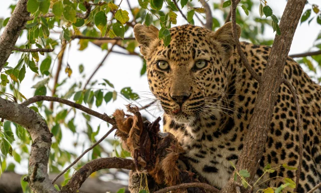 A female leopard feeding on an impala